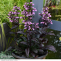 Penstemon 'Dark Towers'