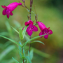 Penstemon 'Pensham Just Jayne'