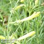 Penstemon pinifolius 'Mersea Yellow'