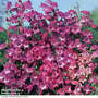 Penstemon Mexicale Hybrid 'Miniature Bells'