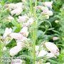 Penstemon 'Mother Of Pearl'