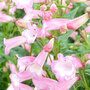 Penstemon 'Osprey'