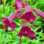 Penstemon 'Pensham Plum Jerkum'