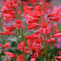 Penstemon schmidel 'Red Riding Hood'