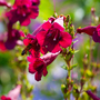 Penstemon 'Rich Ruby'