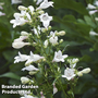 Penstemon 'Snowstorm'