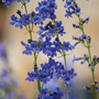 Penstemon heterophyllus 'True Blue' - Seeds