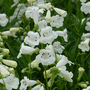 Penstemon 'White Bedder'