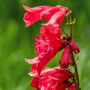 Penstemon 'Windsor Red'