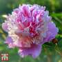 Peony 'Sorbet'