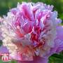 Peony 'Sorbet'