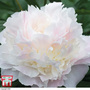 Peony 'Shirley Temple'
