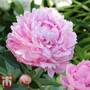 Peony 'Sarah Bernhardt'