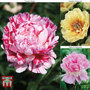 Peony 'Trio' Collection