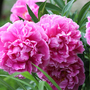 Peony 'Alexander Fleming'