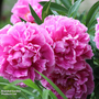 Peony 'Alexander Fleming'