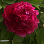 Tree Peony 'Bai Yuan Hong Xia'