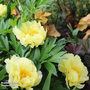 Peony 'Bartzella'