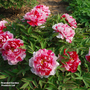 Tree Peony 'Dao Jin'