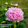 Peony 'Dinner Plate'