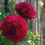 Peony 'Double Red'