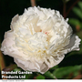 Peony 'Duchesse de Nemours'