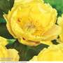 Peony 'Garden Treasure'
