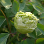 Tree Peony 'Fragrant Green Ball'