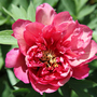 Peony 'Hillary'