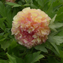 Tree Peony 'Jin Ge'