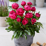 Peony 'London' (Patio Peony)