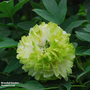 Tree Peony 'Lu Mu Ying Yu'