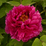 Tree Peony 'Luoyang Hong'