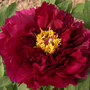 Tree Peony 'Mo Run Jue Lun'