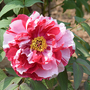 Tree Peony 'Shima Nishiki'