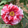 Tree Peony 'Shima Nishiki'