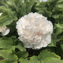 Tree Peony 'Snow Tower'