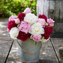 Peony 'Sorbet Bouquet Mix'