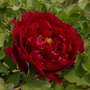 Tree Peony 'Wu Jin Yao Hui'