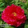 Tree Peony 'Xu Gang'