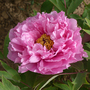 Tree Peony 'Yin Hong Qiao Dui'