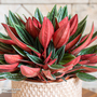 Peperomia caperata 'Rosso'