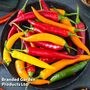 Chilli Pepper 'Heatwave' (Hot) - Seeds