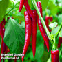 Chilli Pepper 'Medina' F1 (Grafted)