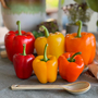 Sweet Pepper 'Aurora Yellow Twilight'