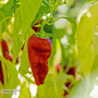 Chilli Pepper 'Padron' (Medium - The Tapas Pepper) - Seeds