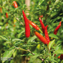 Chilli Pepper 'Demon Red' (Very Hot) - Seeds