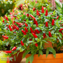 Chilli Pepper 'Fiery Flames'