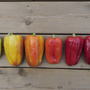 Sweet Pepper 'Flamingo'