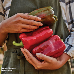 Sweet Pepper 'Great Stuff' F1 - Seeds